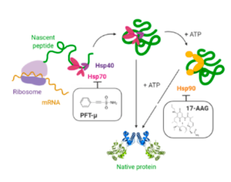 Mechanism of action of proteostasis activators 