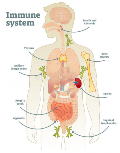Major organs of the immune systems