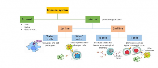 Overview of the immune system